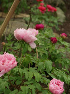 P1208779shuusei.JPG