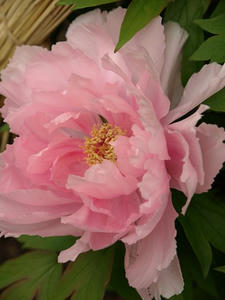 P1208821shuusei.JPG