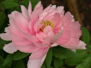 P1208805shuusei.JPG