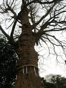 P1208877shuusei.JPG