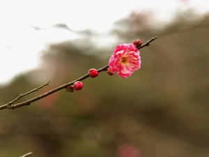 P1208867shuusei.JPG