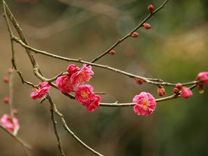 P1208870shuusei.JPG