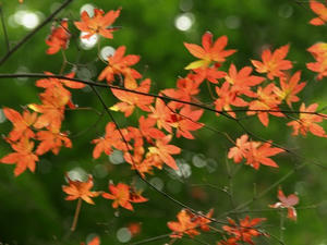 P1208883shuusei.JPG
