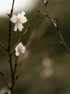 P1208891shuusei.JPG