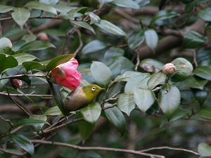 P1208942shuusei.JPG