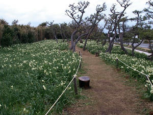 P1309880shuusei.JPG