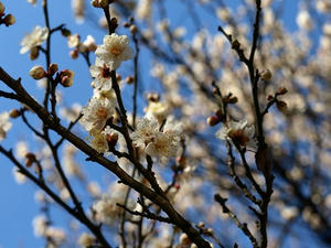 P2080170shuusei.JPG