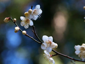 P2080147shuusei.JPG