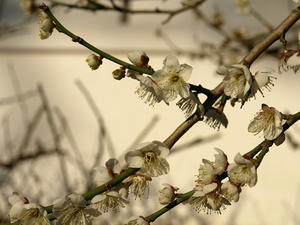 P2131114shuusei.JPG
