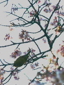 P2131120shuusei.JPG