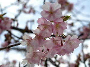 P2131259shuusei.JPG
