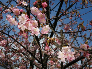 P2131328shuusei.JPG