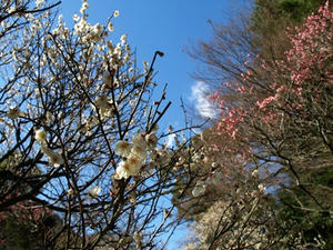 P2131407shuusei.JPG