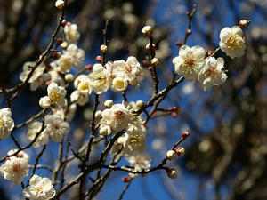 P2131395shuusei.JPG
