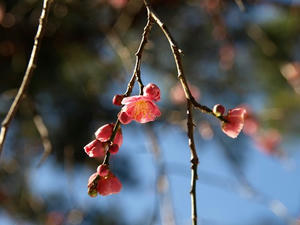 P2131398shuusei.JPG