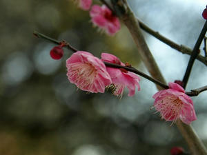 P2131468shuusei.JPG