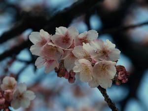 P2131390shuusei.JPG