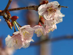 P2131486shuusei.JPG