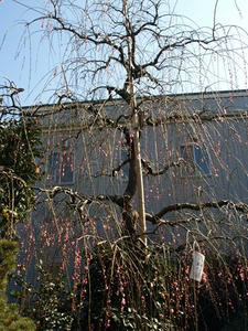 P2241793shuusei.JPG