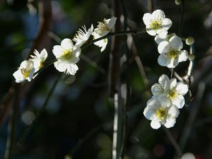 P2241797shuusei.JPG