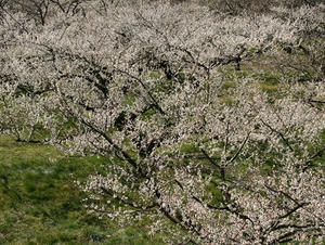 P2241684shuusei.JPG