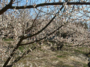 P2241708shuusei.JPG
