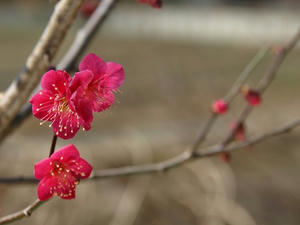 P2241707shuusei.JPG