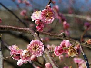P2241703shuusei.JPG