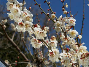 P2241733shuusei.JPG