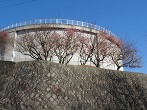 P2241775shuusei.JPG
