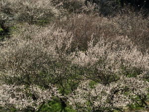 P2241747shuusei.JPG