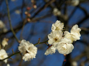 P2241822shuusei.JPG