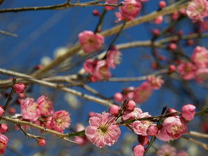 P2241821shuusei.JPG
