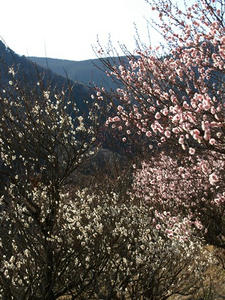 P2241843shuusei.JPG