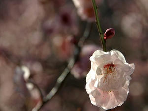 P2241838shuusei.JPG