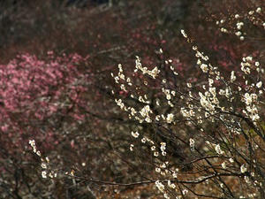P2241845shuusei.JPG