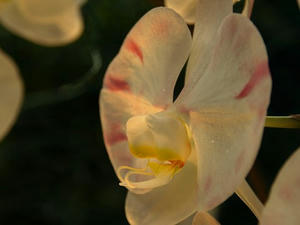 P2272007shuusei.JPG