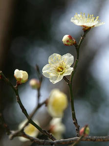 P2191621shuusei.JPG