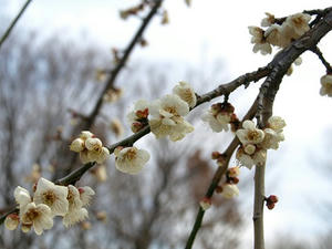 P2191625shuusei.JPG