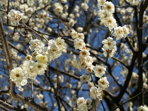 P2272309shuusei.JPG
