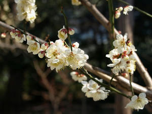 P2272311shuusei.JPG
