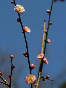 P2272314shuusei.JPG