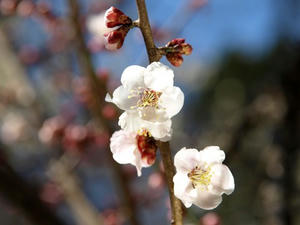 P2272335shuusei.JPG