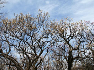P3052429shuusei.JPG