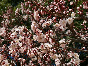 P3052465shuusei.JPG