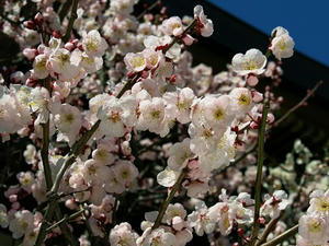 P3052498shuusei.JPG