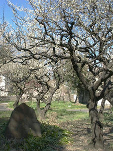 P3052525shuusei.JPG