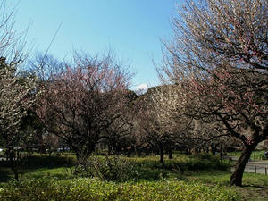 P3052514shuusei.JPG
