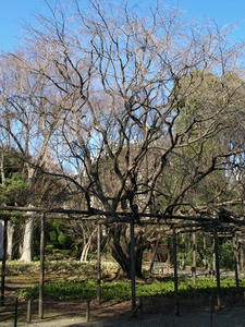P3052651shuusei.JPG