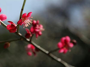 P3052631shuusei.JPG